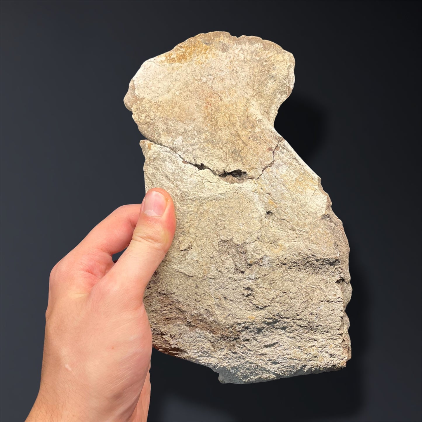 F2915 | Dinosauro | Triceratops sp.