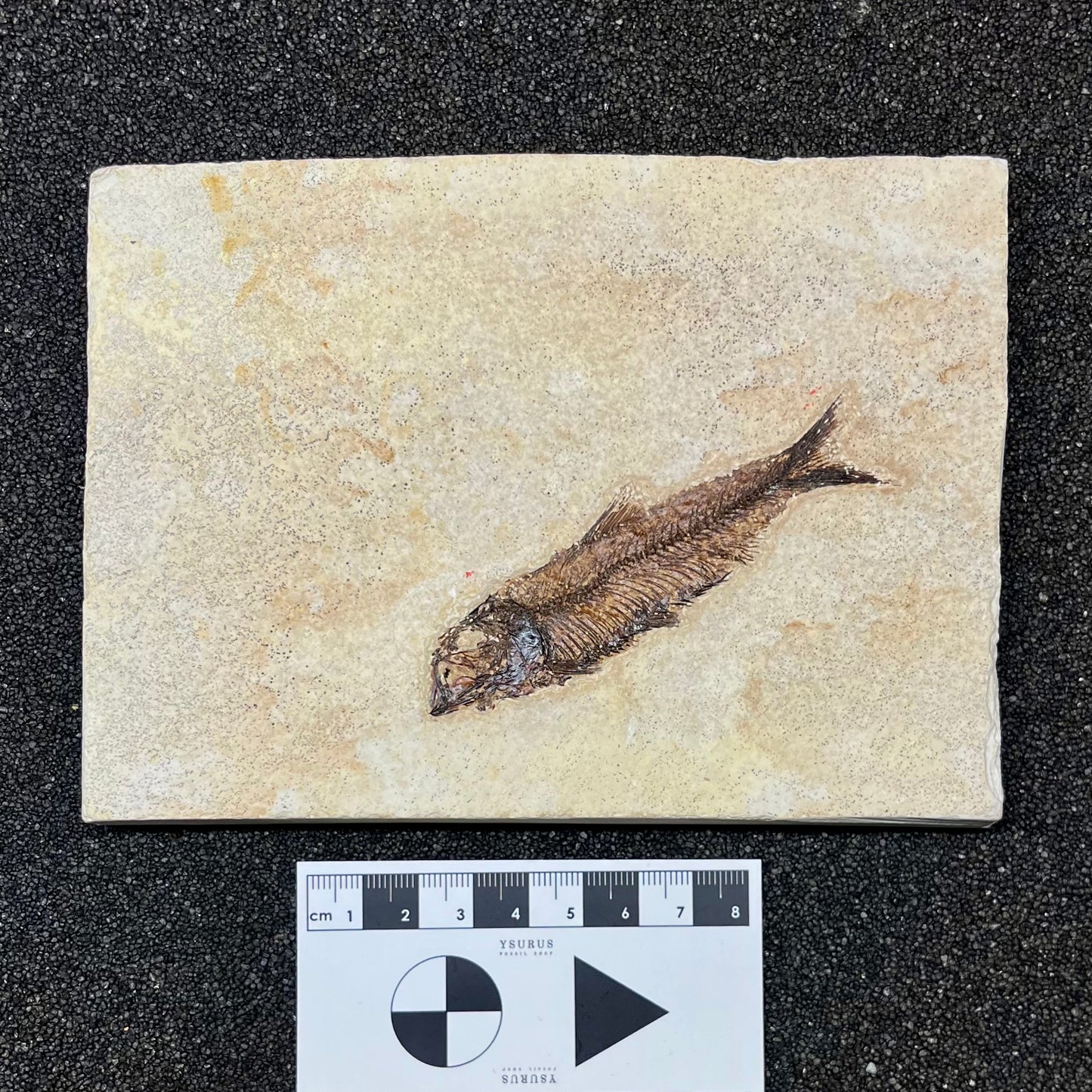 F2727 | Pesce | Knightia eocaena