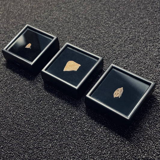 MFC | Fragments Collection | 3 fossili di dinosauro | ESCLUSIVA BLACK FRIDAY 2025