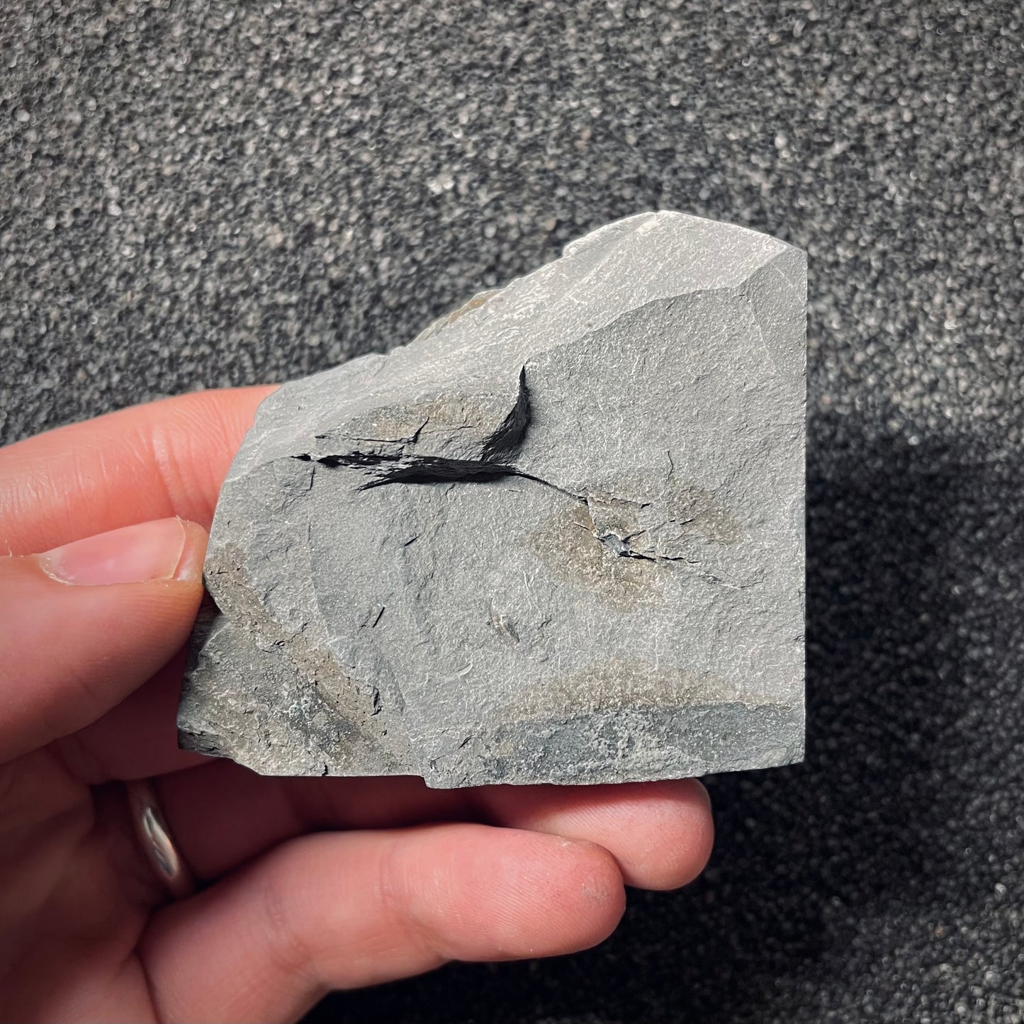 F2543 | Ammonite | Pleydellia sp.