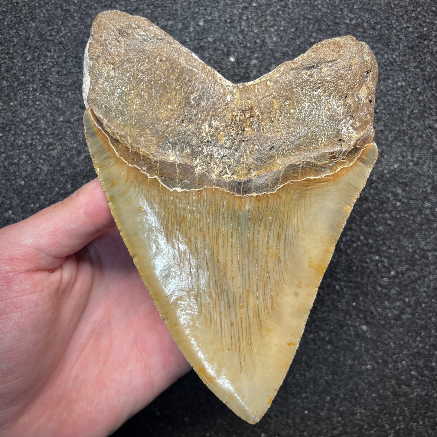 F2930 | Squalo | Otodus megalodon