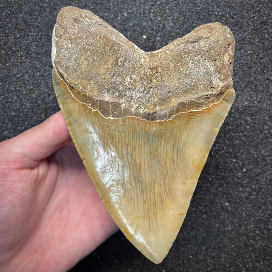 F2930 | Squalo | Otodus megalodon