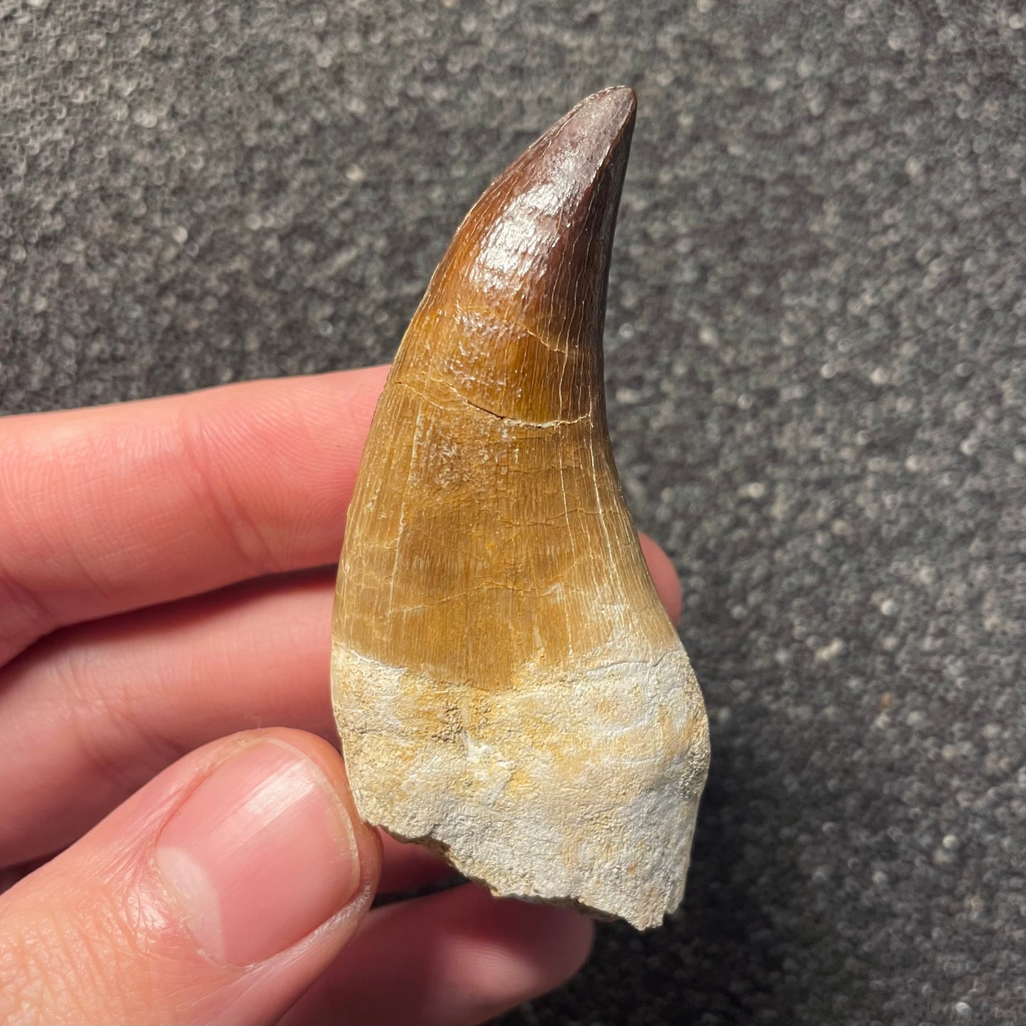 F2283 | Mosasauro | Prognathodon sp.