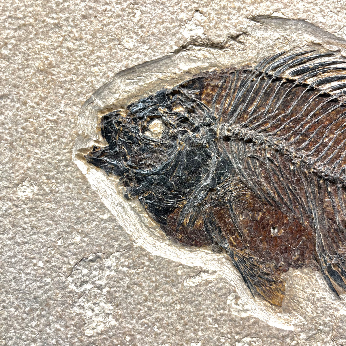 F3065 | Pesce | Cockerellites liops