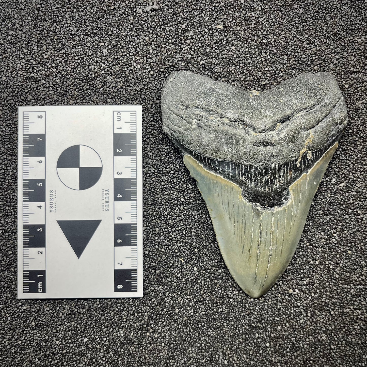F2925 | Squalo | Otodus megalodon