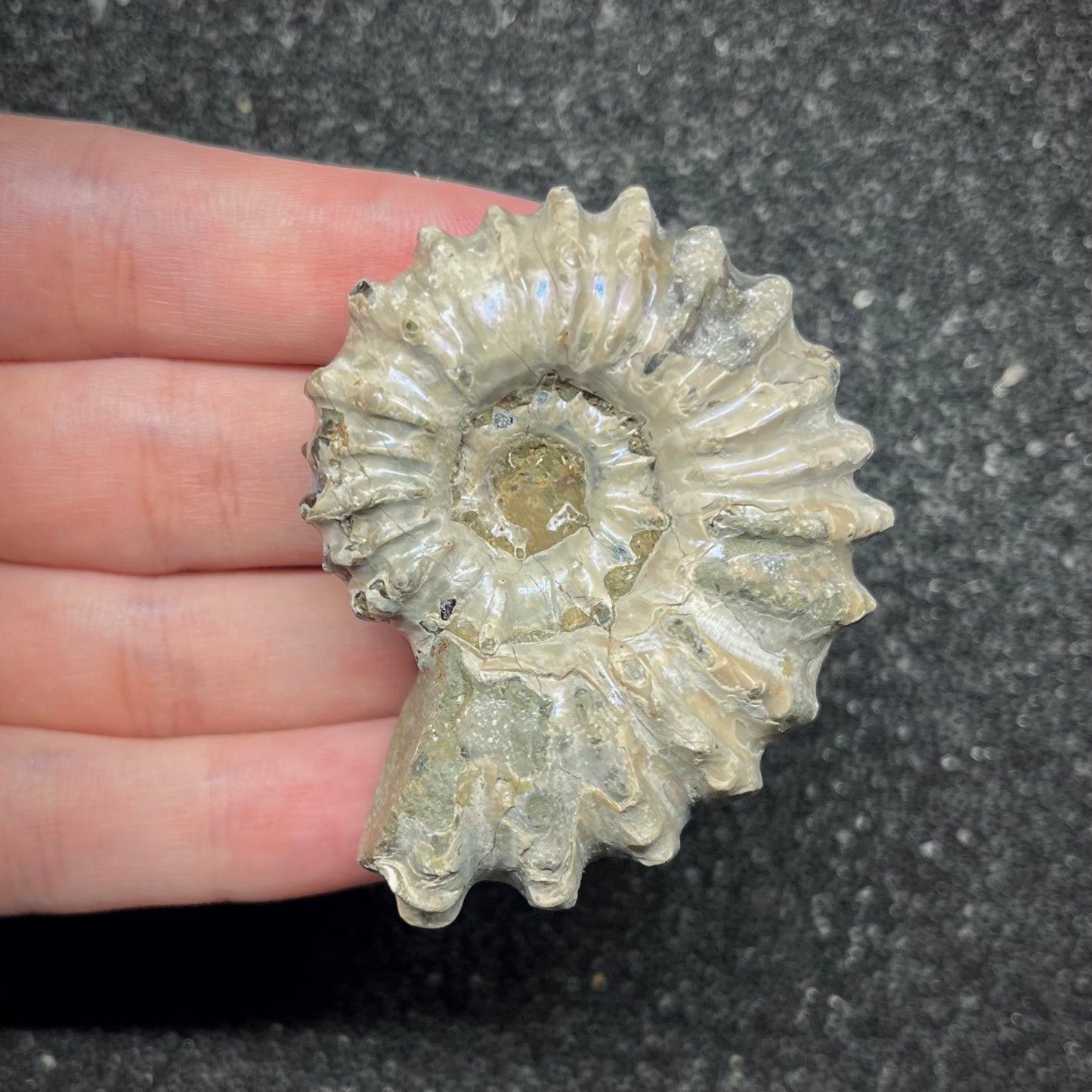 F2965 | Ammonite | Douvilleiceras sp.