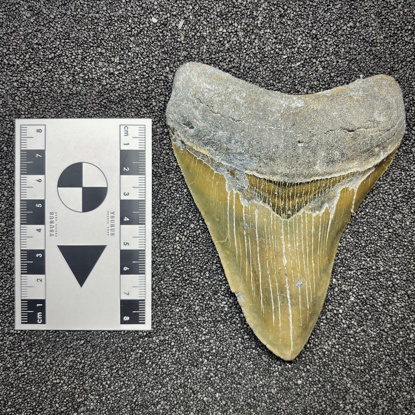 F2931 | Squalo | Otodus megalodon