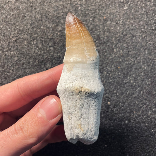 F2114 | Mosasauro | Prognathodon sp.