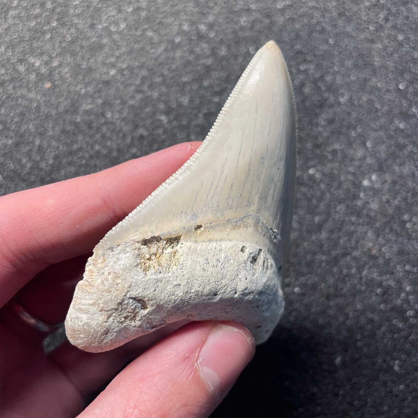 F2435 | RARO | Squalo | Otodus megalodon