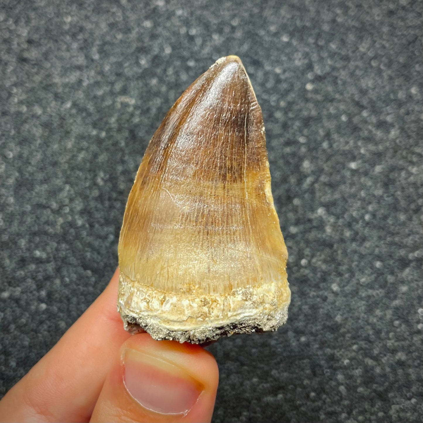 F2690 | Mosasauro | Prognathodon sp.