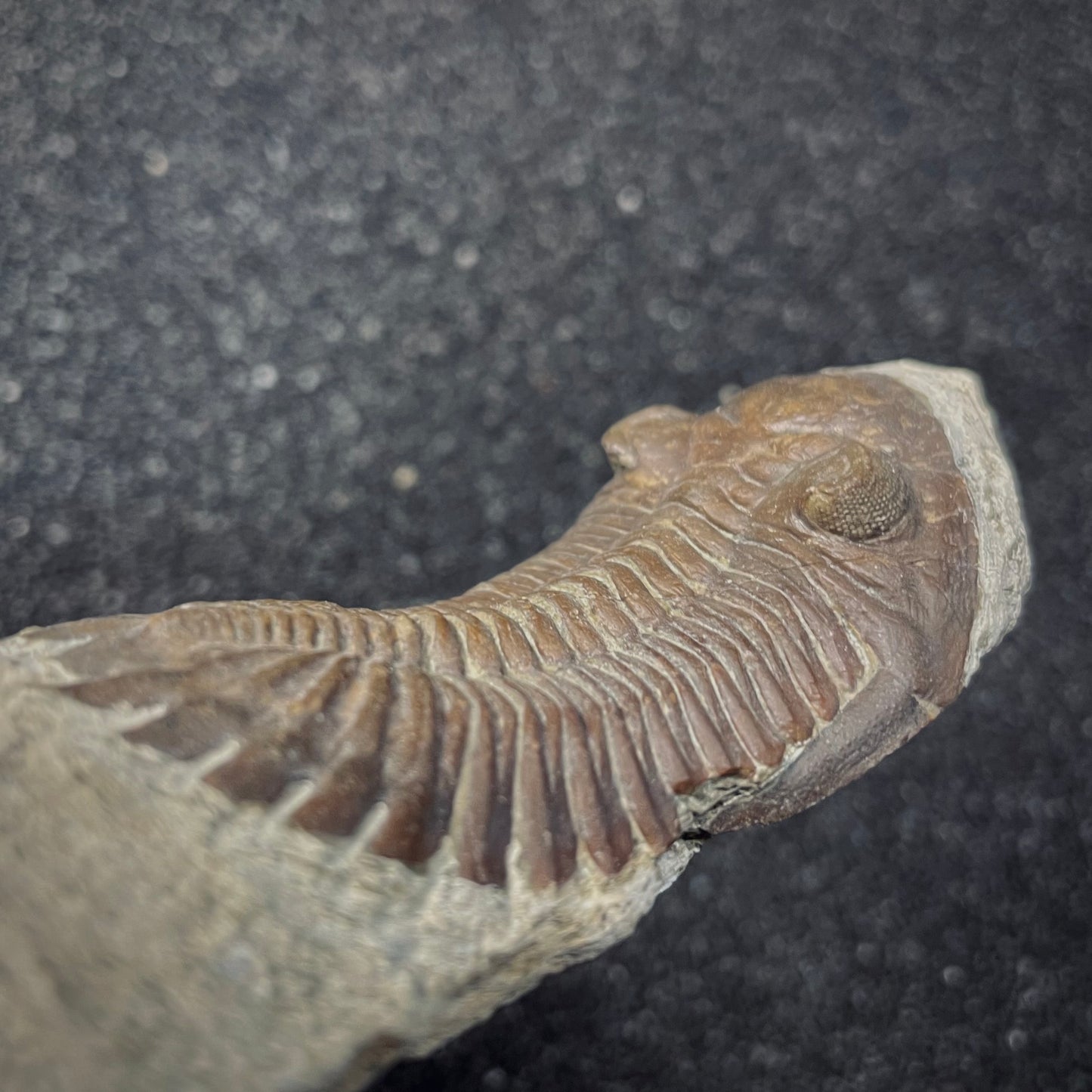 F2620 | Trilobite | Hollardops sp.