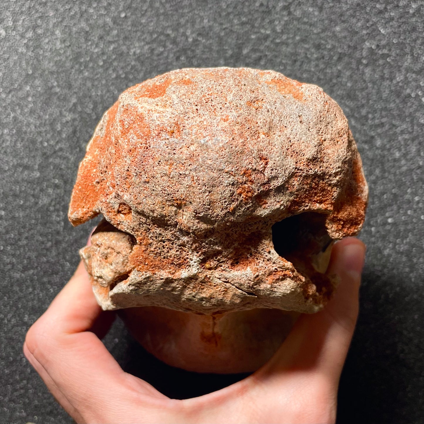 F2106 | Dinosauro | Spinosaurus aegyptiacus