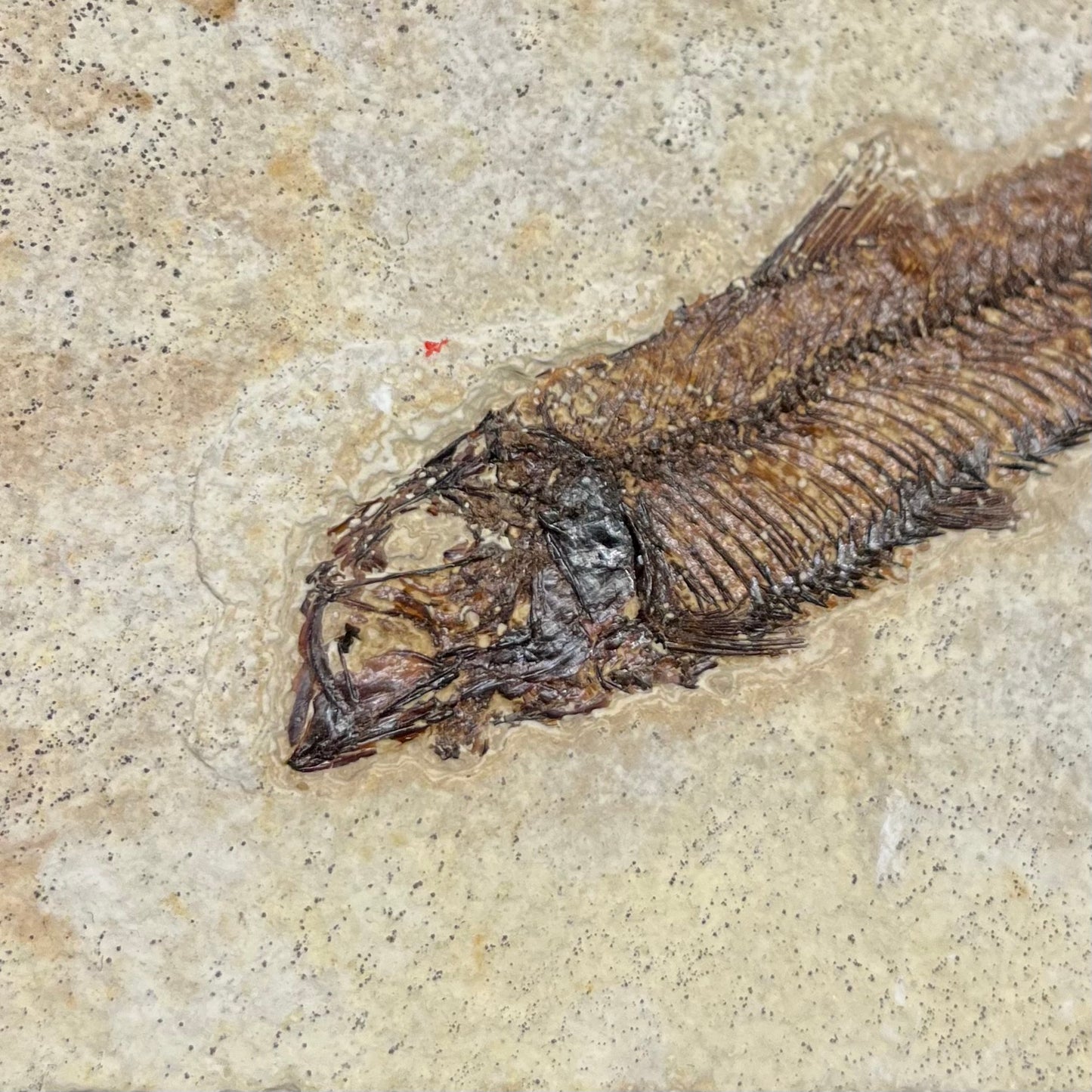 F2727 | Pesce | Knightia eocaena