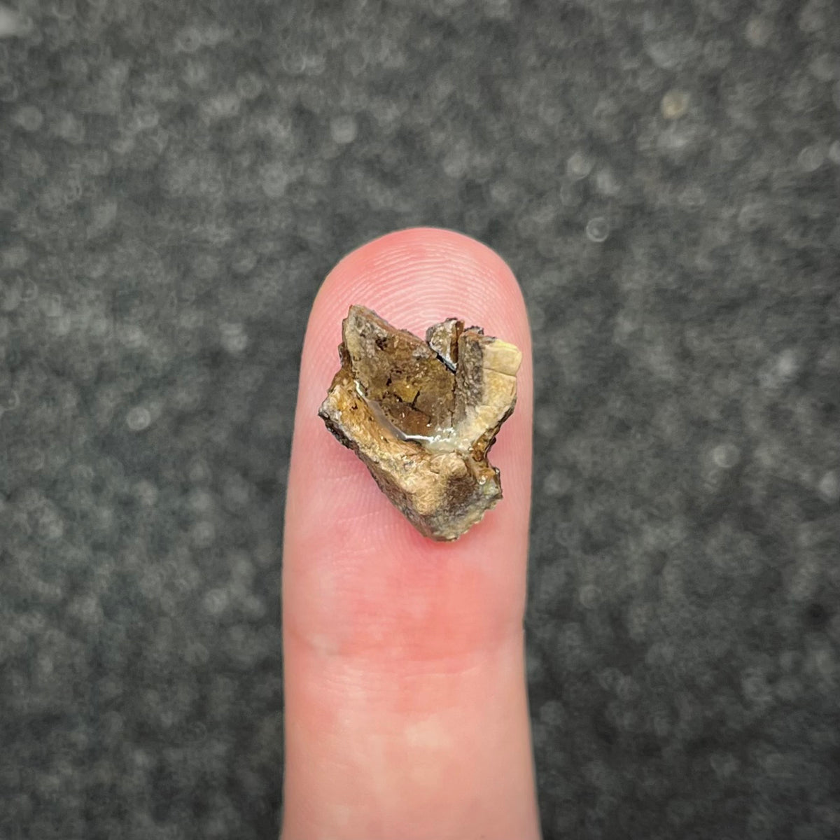 F3007 | Dinosauro | Triceratops sp.