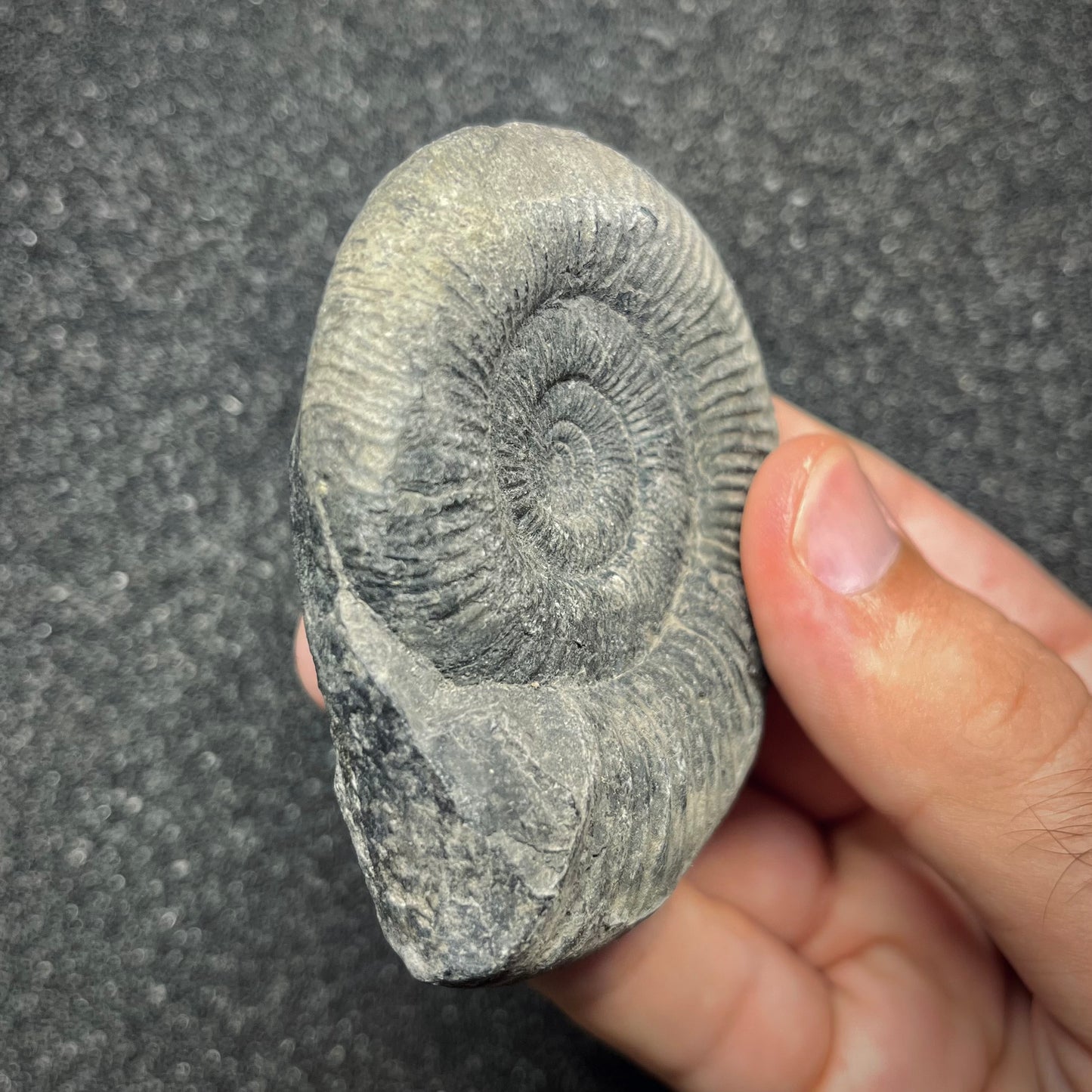F2910 | Ammonite | Perisphinctidae indet.