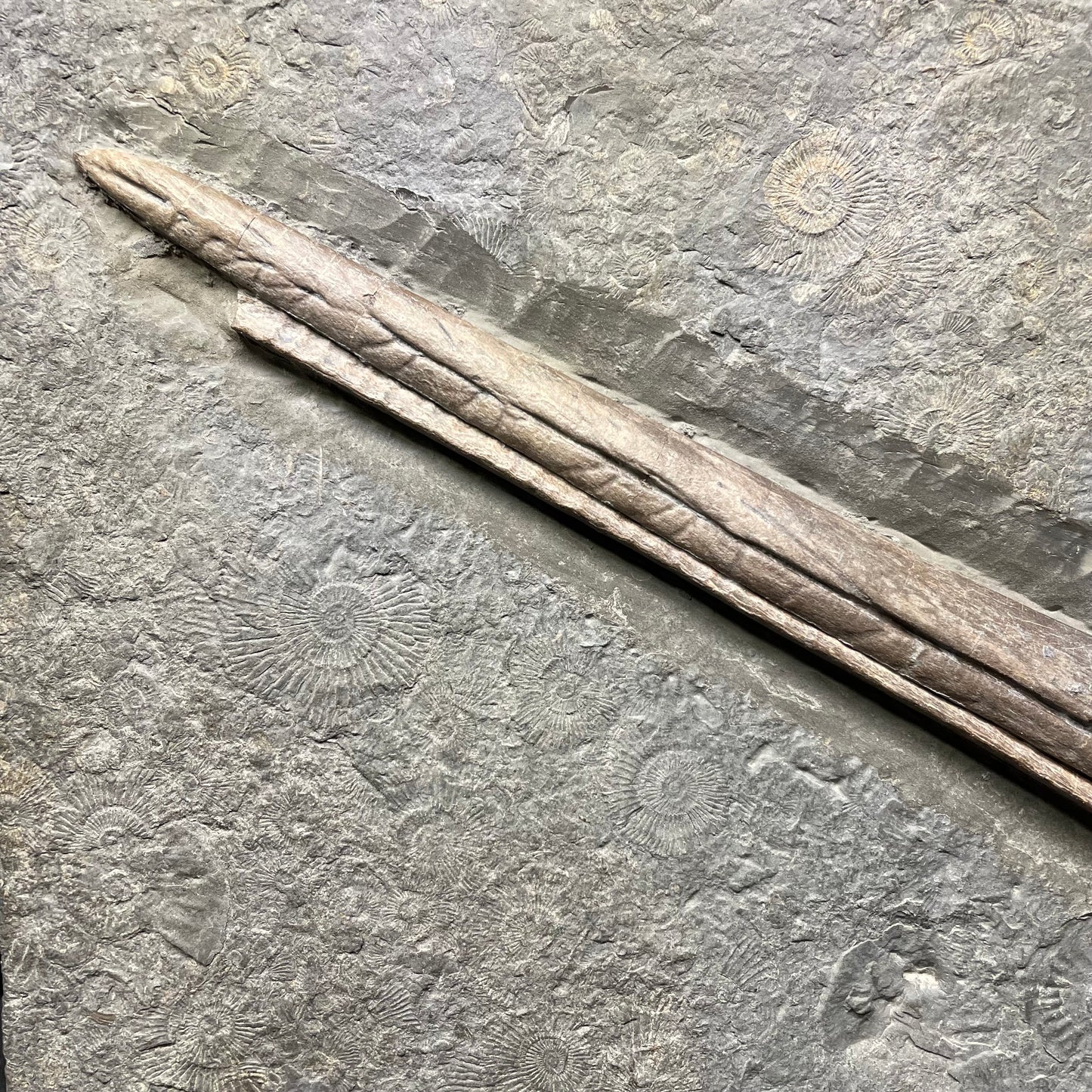 F2673 | Ittiosauro | Ichthyosauria indet.