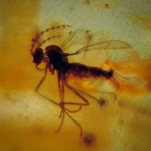 F344 | Ambra con inclusione | Diptera indet.