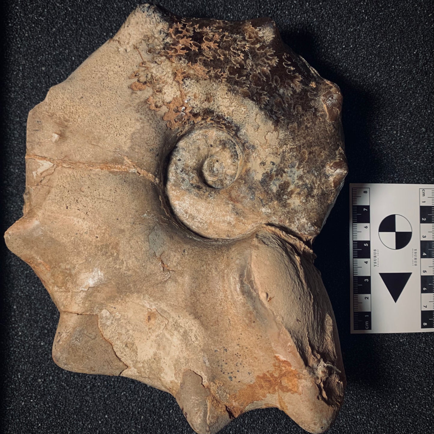F377 | Ammonite | Mammites nodosoides