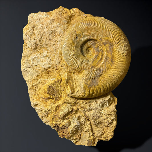 F2503 | Ammonite | Harpoceras falcifer