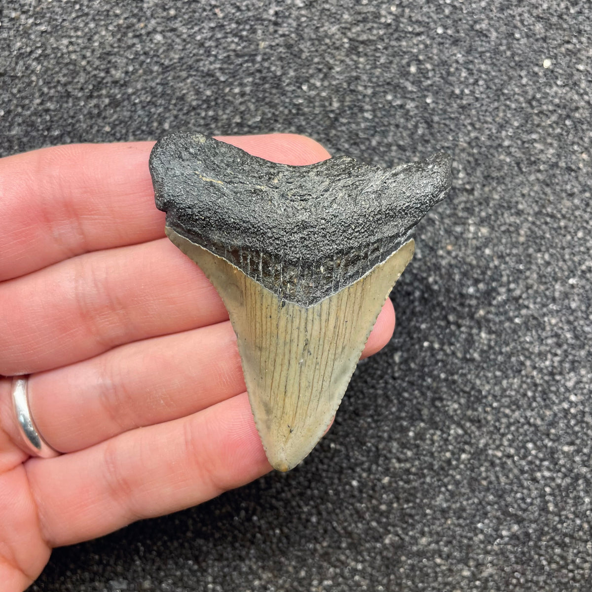 F3120 | Squalo | Otodus megalodon