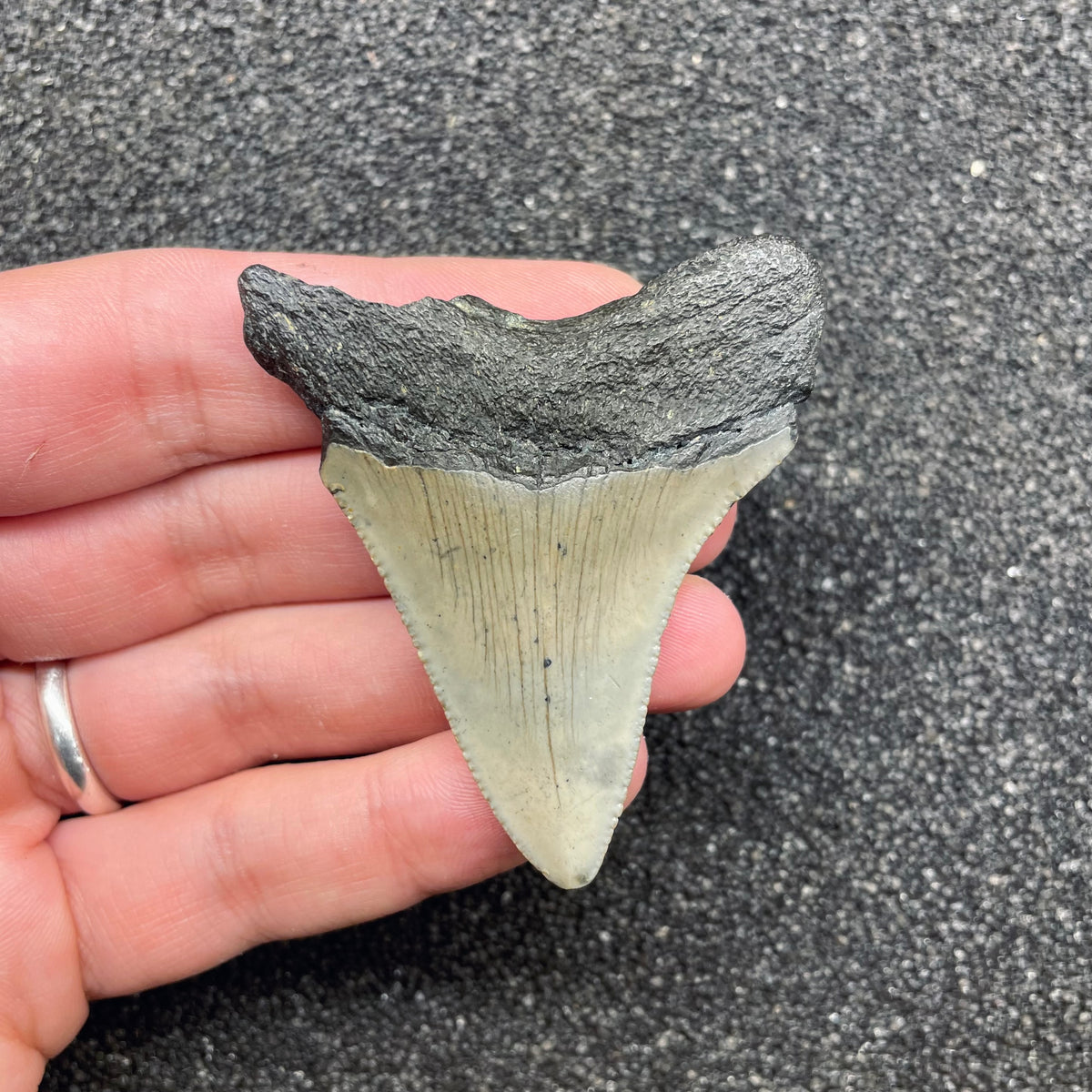 F3120 | Squalo | Otodus megalodon
