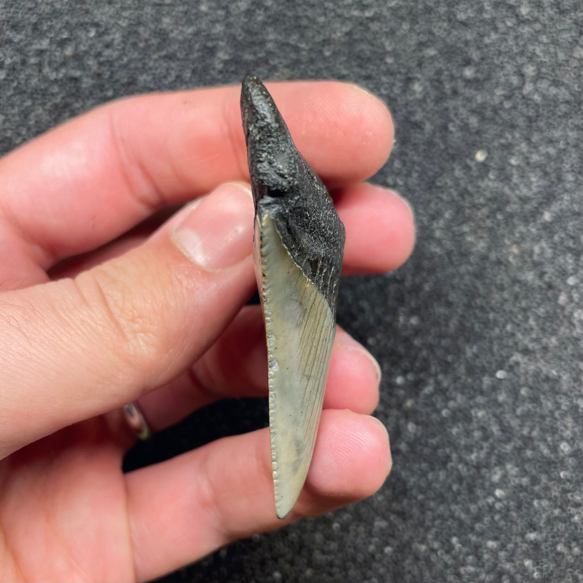 F3120 | Squalo | Otodus megalodon