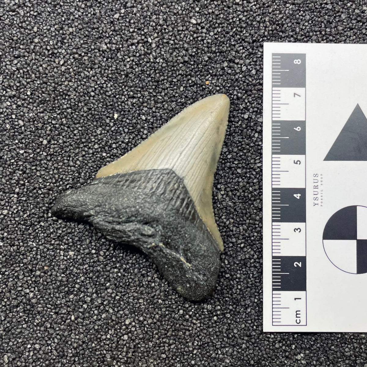 F3120 | Squalo | Otodus megalodon