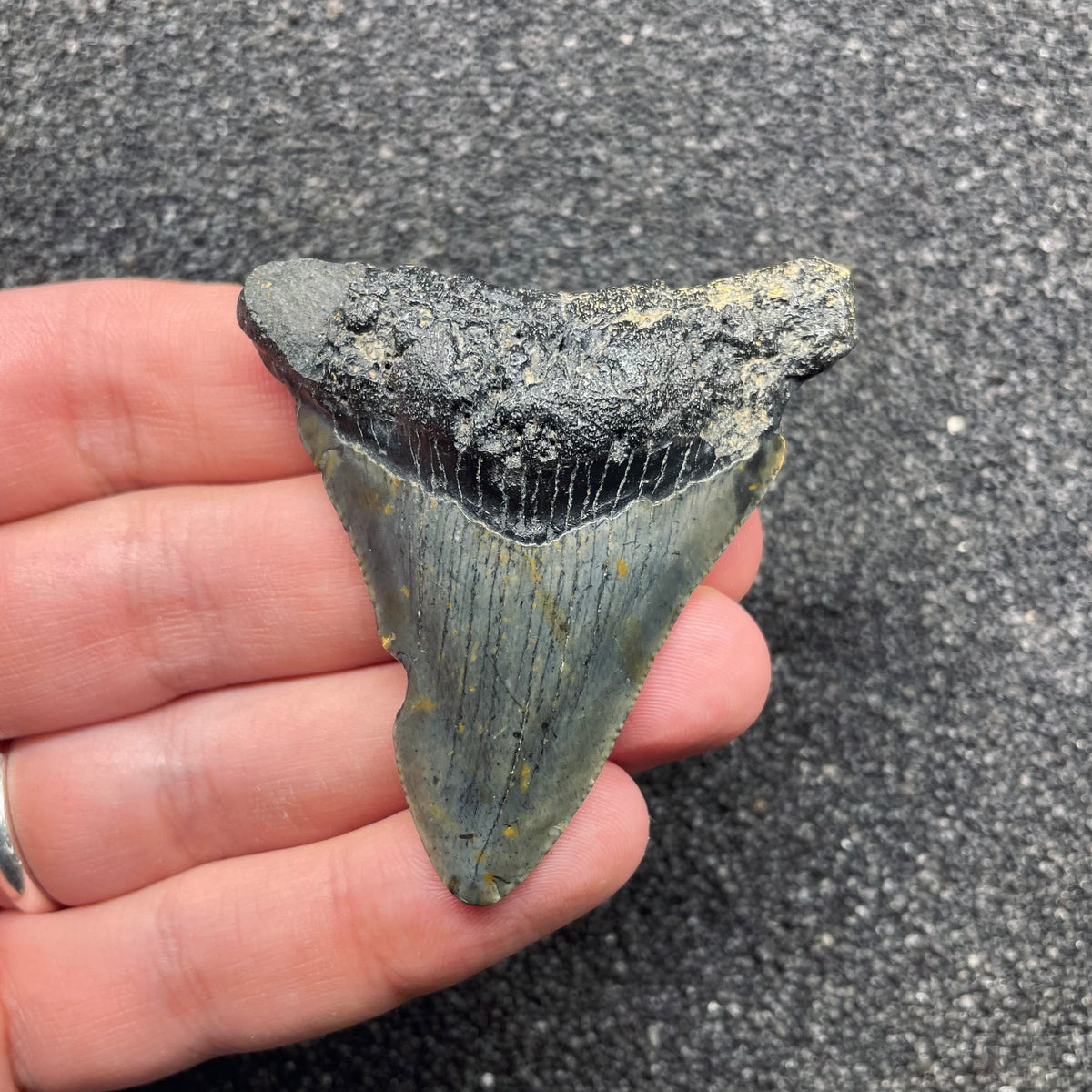 F3121 | Squalo | Otodus megalodon
