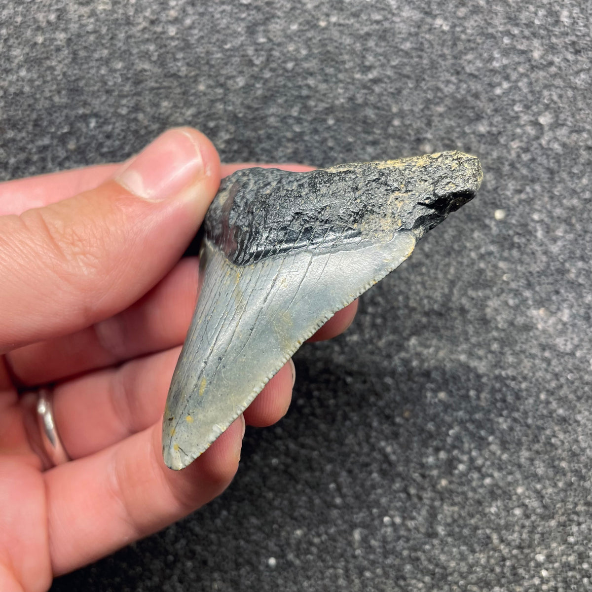 F3121 | Squalo | Otodus megalodon
