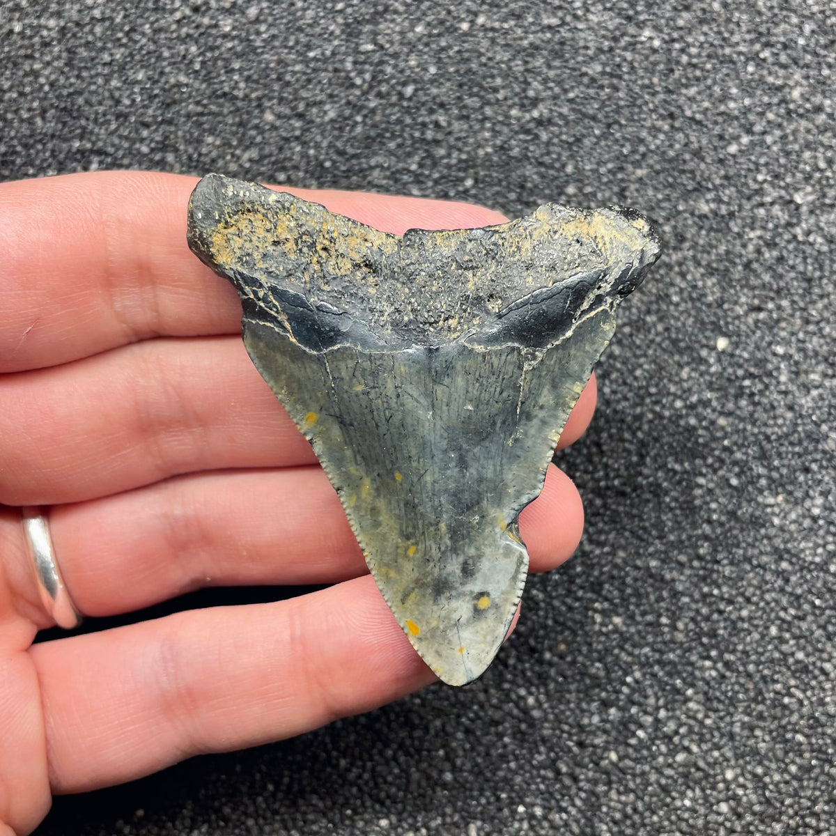 F3121 | Squalo | Otodus megalodon