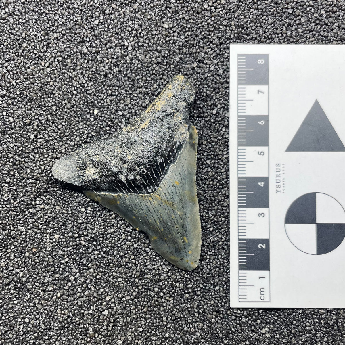 F3121 | Squalo | Otodus megalodon