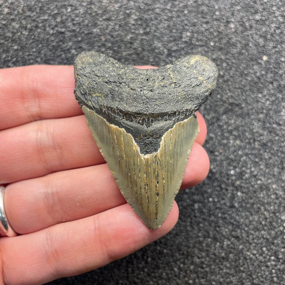 F3122 | Squalo | Otodus megalodon