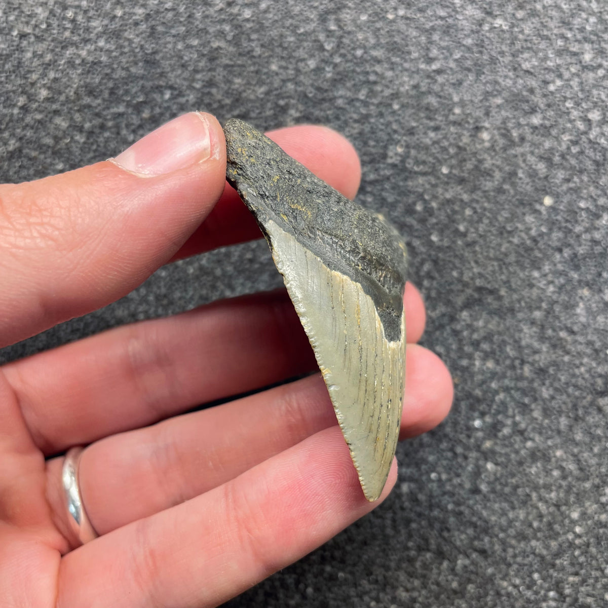 F3122 | Squalo | Otodus megalodon