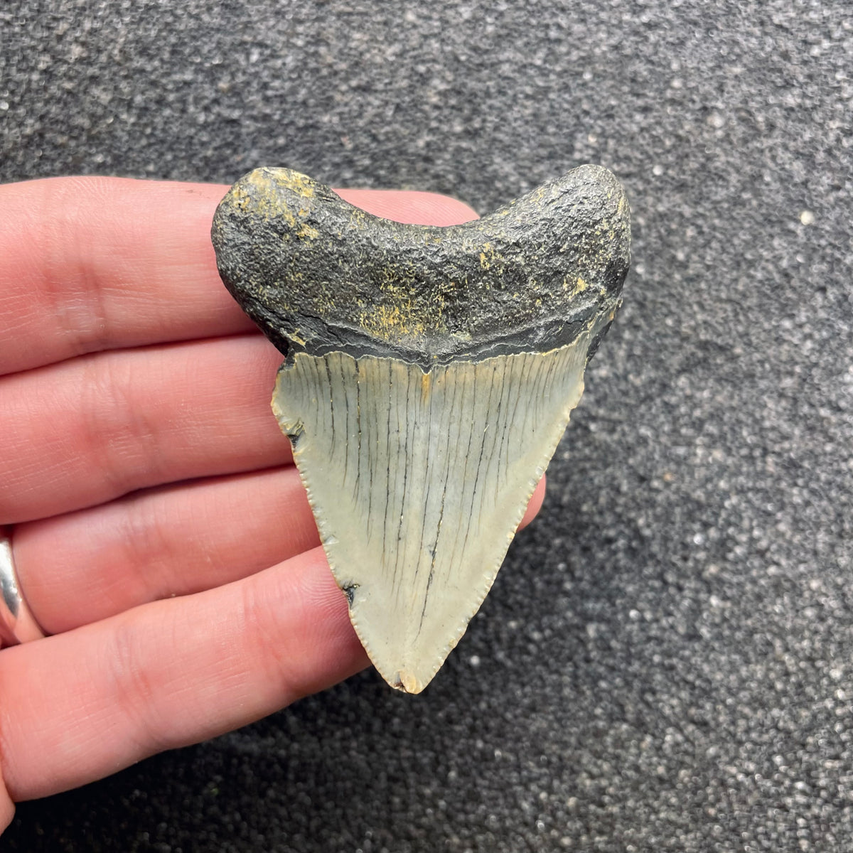 F3122 | Squalo | Otodus megalodon