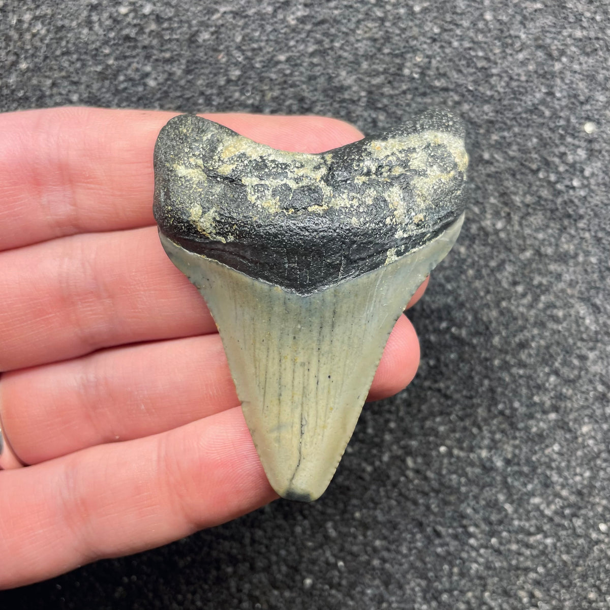 F3123 | Squalo | Otodus megalodon