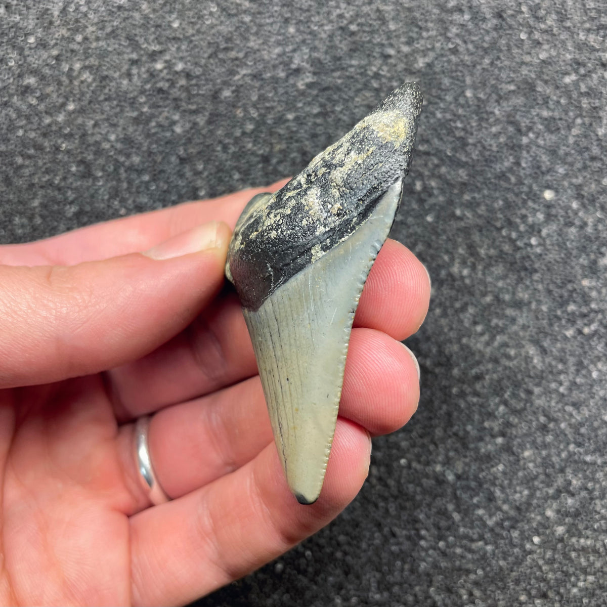 F3123 | Squalo | Otodus megalodon
