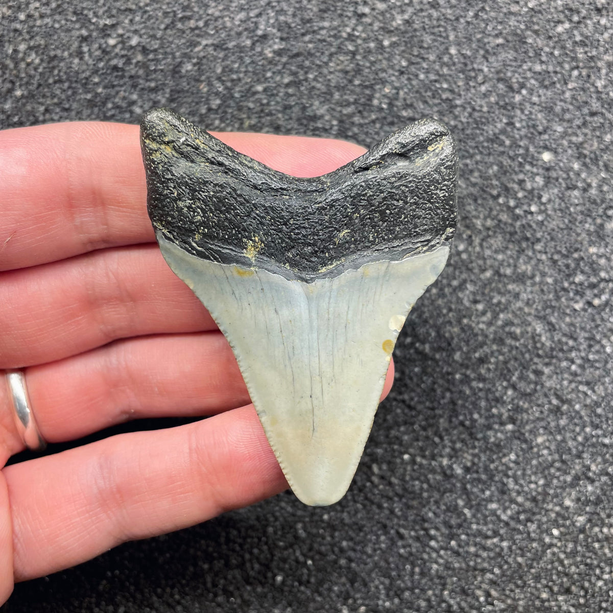 F3123 | Squalo | Otodus megalodon
