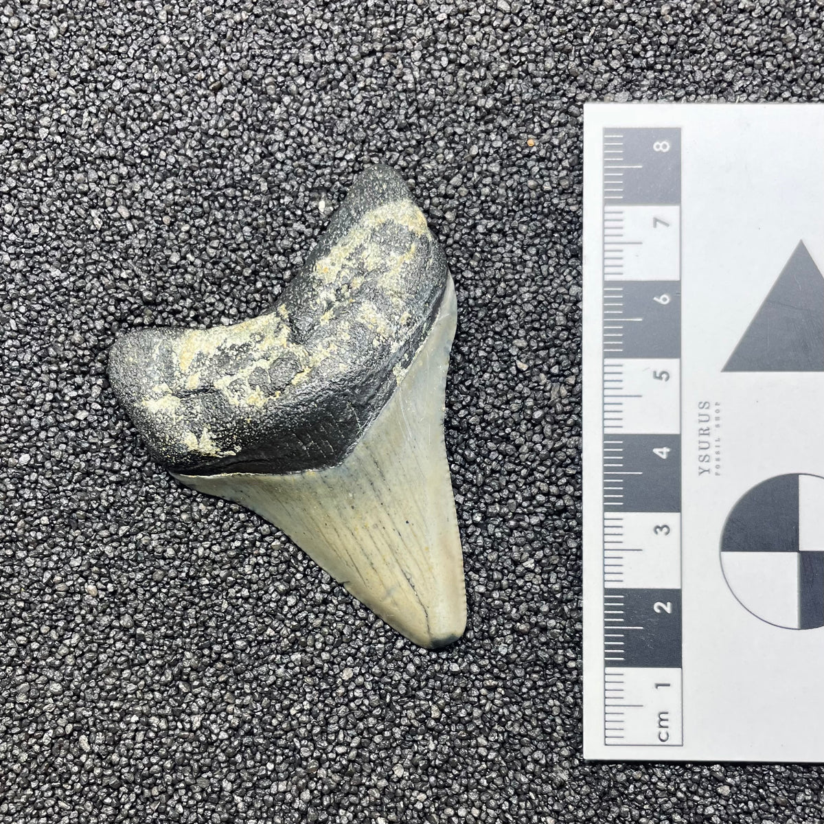 F3123 | Squalo | Otodus megalodon