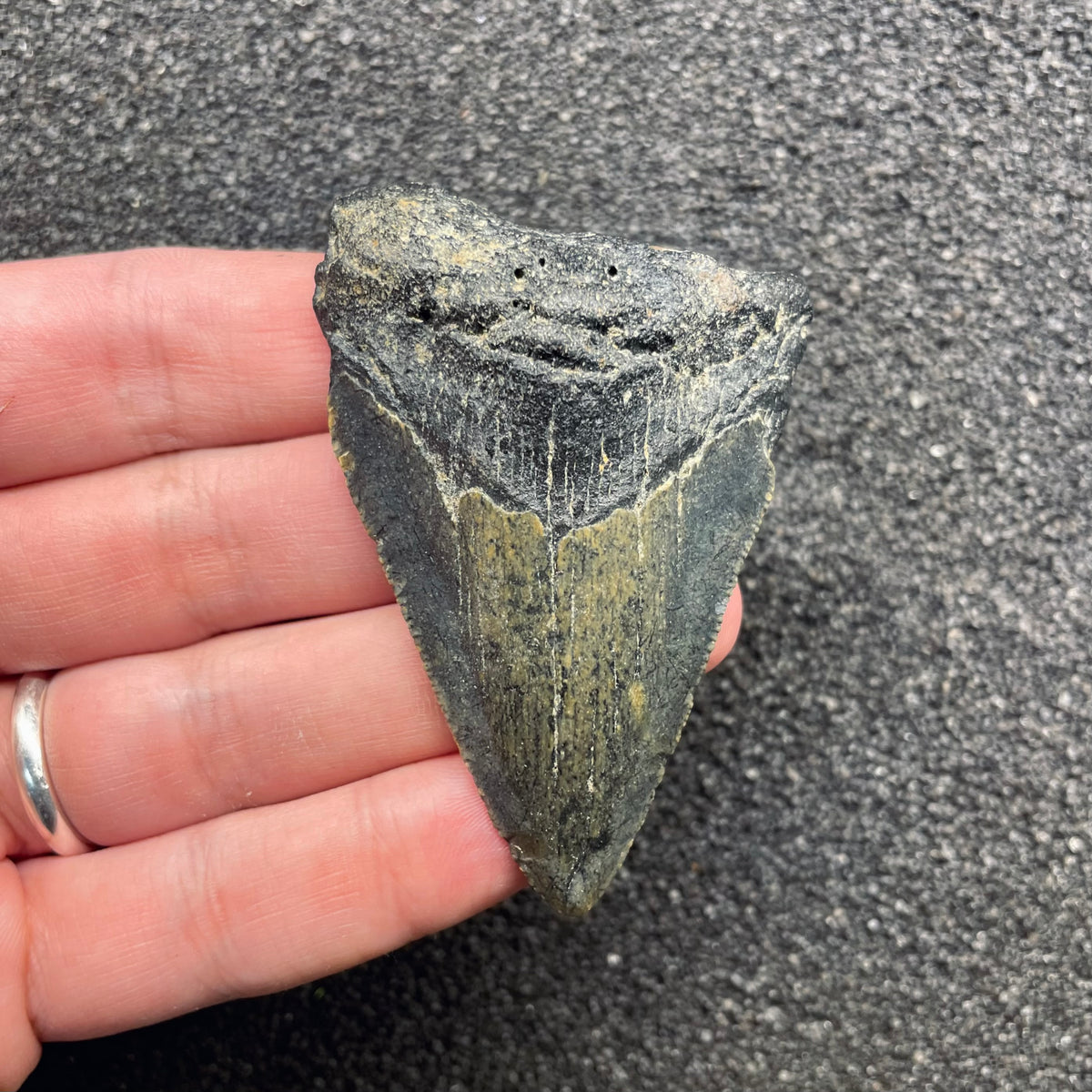 F3124 | Squalo | Otodus megalodon