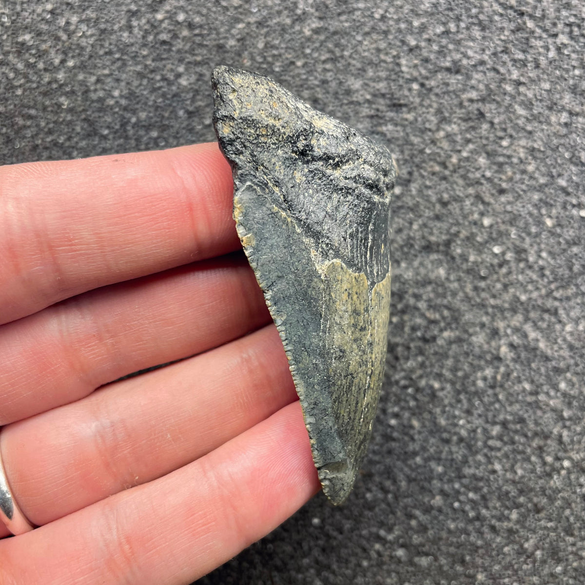 F3124 | Squalo | Otodus megalodon