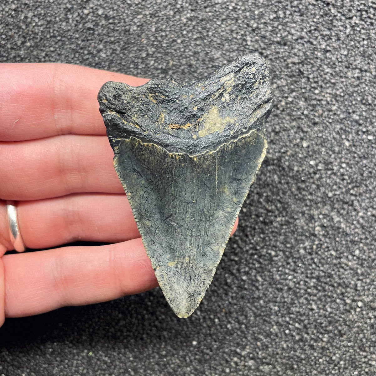 F3124 | Squalo | Otodus megalodon