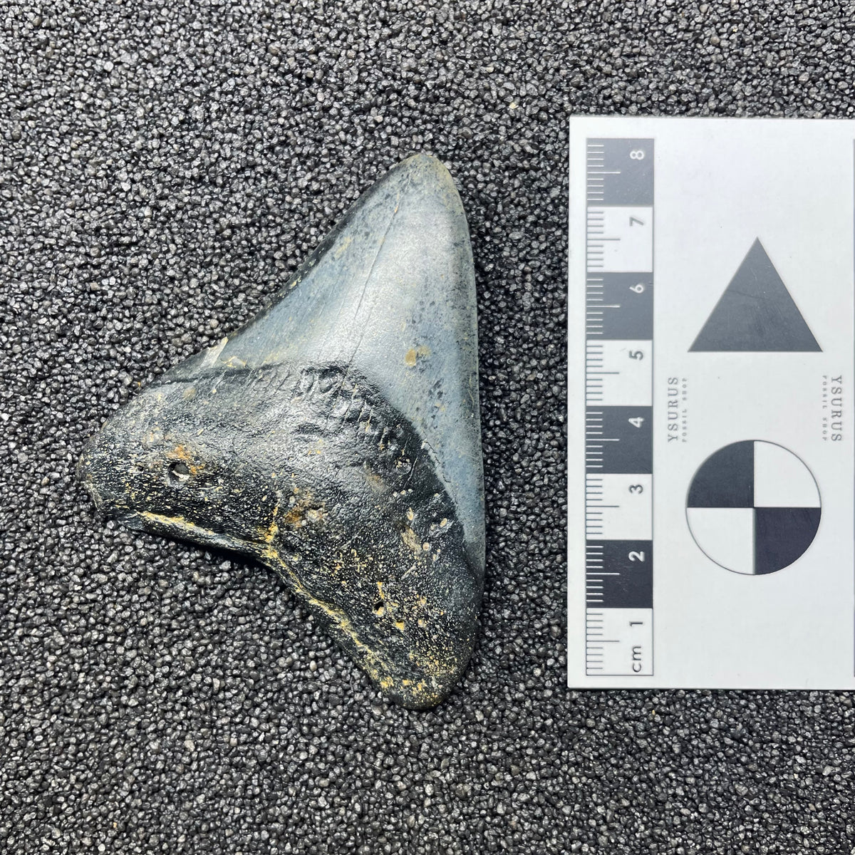 F3125 | Squalo | Otodus megalodon