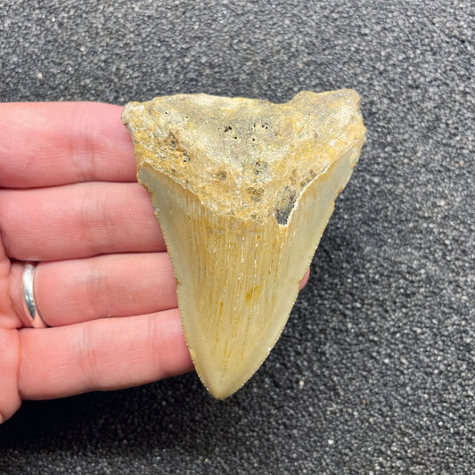 F3126 | Squalo | Otodus megalodon