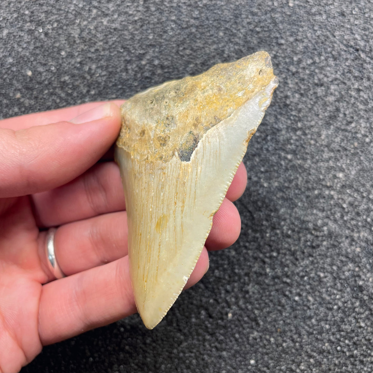 F3126 | Squalo | Otodus megalodon