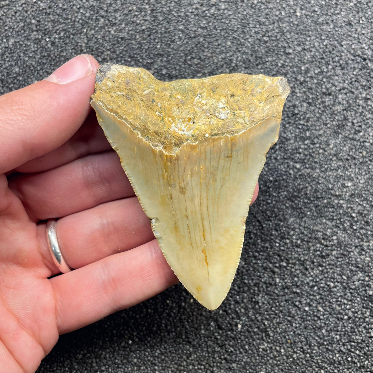 F3126 | Squalo | Otodus megalodon