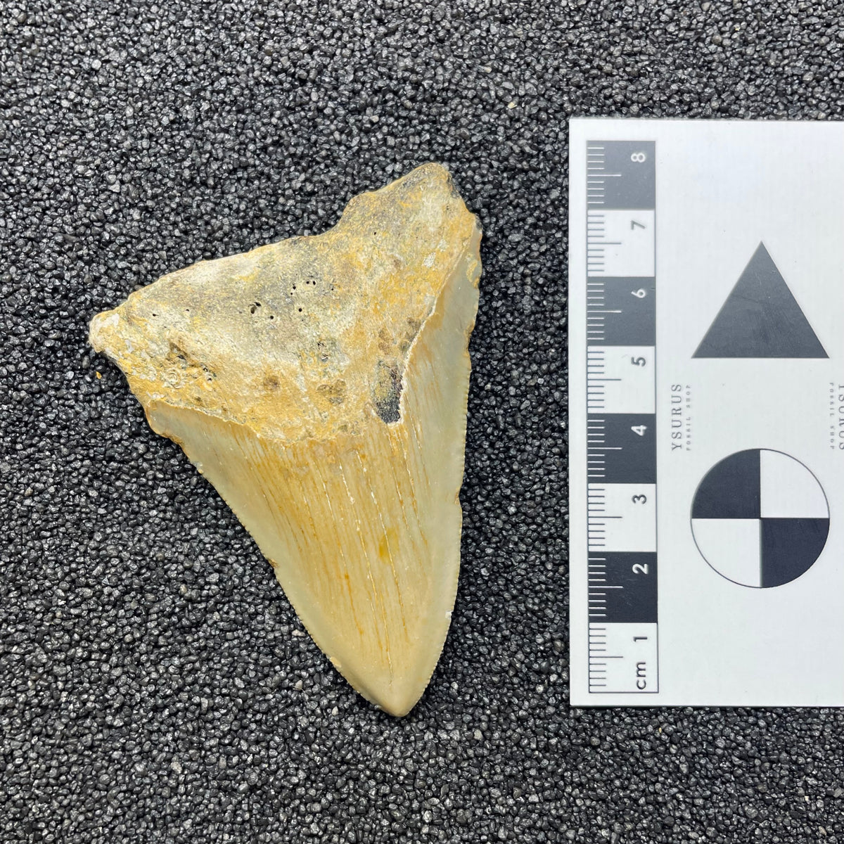 F3126 | Squalo | Otodus megalodon