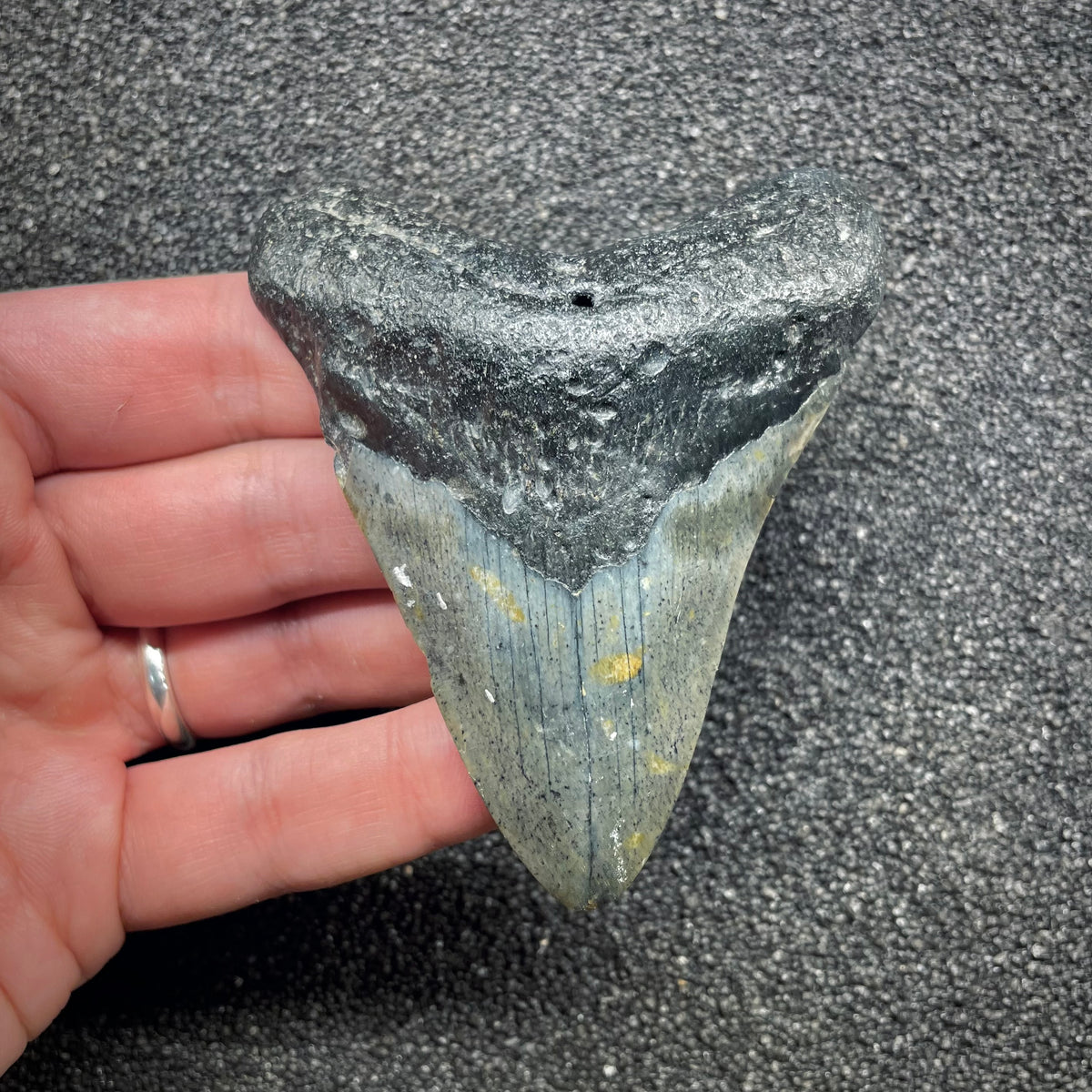 F3127 | Squalo | Otodus megalodon
