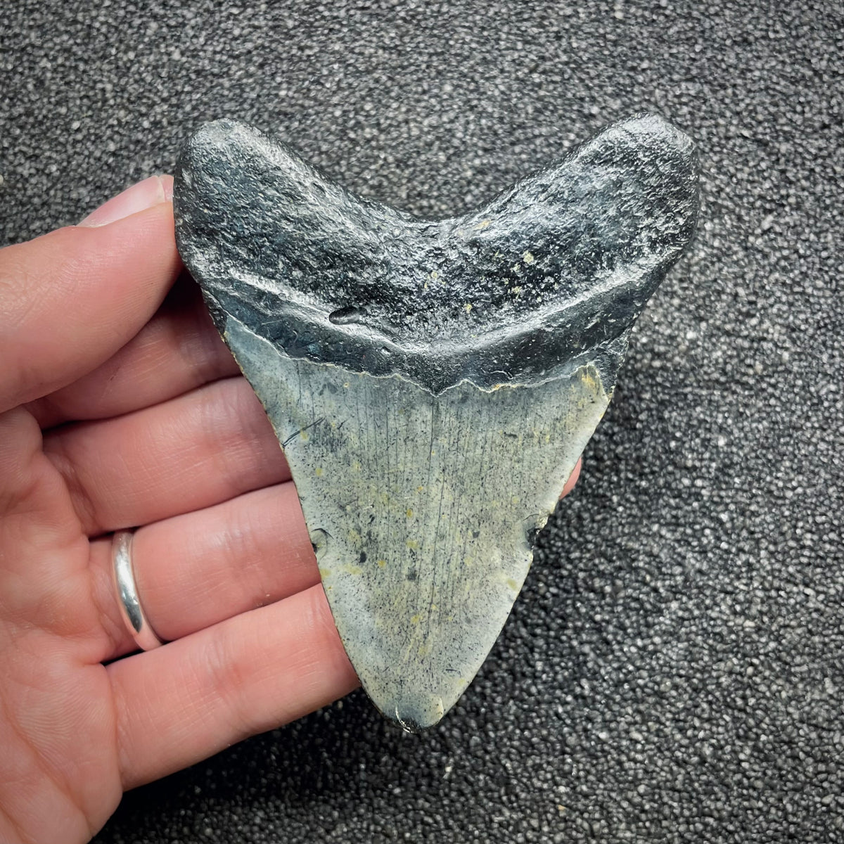 F3127 | Squalo | Otodus megalodon