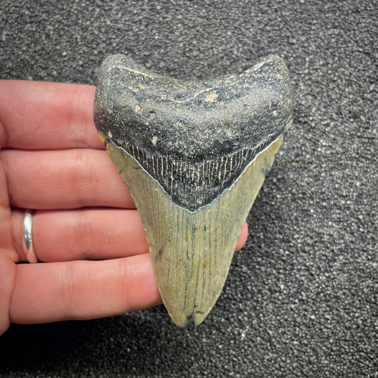 F3128 | Squalo | Otodus megalodon