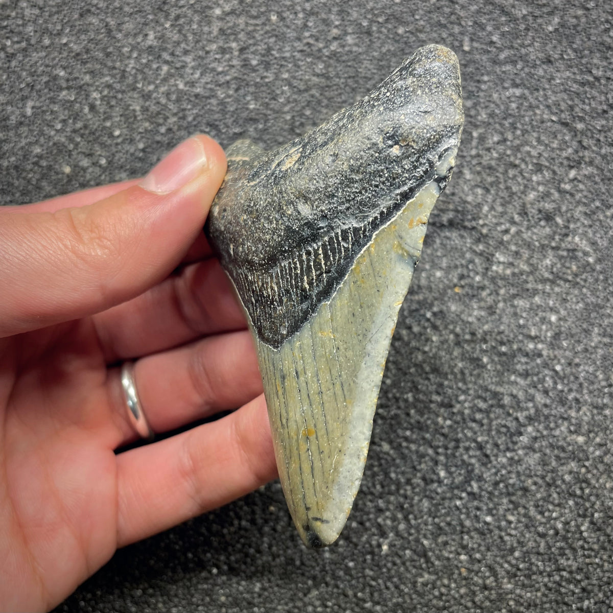F3128 | Squalo | Otodus megalodon